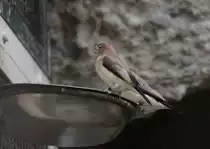 Zwei Silberschn�belchen auch als Silberfas�nchen bezeichnet (Euodice cantans) am 25.2.2010 im Zoo Berlin.