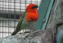 M�nnlicher Madagaskarweber (Foudia madagascariensis) am 25.2.2010 im Zoo Berlin.
