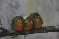 3 kleine Goldbr�stchen (Sporaeginthus subflavus) sitzen auf der Stange und schlafen. Zoo Berlin am 25.2.2010.