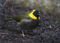 Zwitschernder Kleiner Kubafink (Tiaris canorus) am 25.2.2010 im Zoo Berlin.