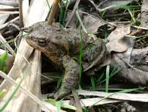 Diese Kr�te legte auf ihrer Wanderung zum Paarungsgew�sser einen kurzen Stop f�r einen Fototermin ein; Winsen (Luhe), 25.03.2010
