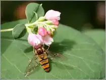 Eine Schwebfliege an den Bl�ten eines Knallerbsenstrauches. 30.07.2005
