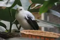 Schwarzfl�gelstar (Acridotheres melanopterus) am 25.2.2010 im Zoo Berlin.
