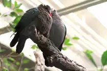 Gr�nfl�geltaube auch Glanzk�fertaube genannt (Chalcophaps indica) am 25.2.2010 im Zoo Berlin.