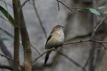 Malabarfasnchen (Euodice malabarica) am 25.2.2010 im Zoo Berlin.