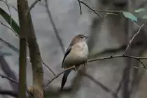 Malabarfas�nchen (Euodice malabarica) am 25.2.2010 im Zoo Berlin.