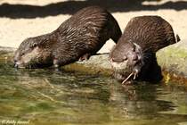 Kurzkrallenotter oder auch Zwergotter.