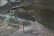 Kronenkiebitz (Vanellus coronatus) am 25.2.2010 im Zoo Berlin.