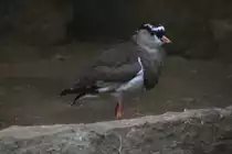 Kronenkiebitz (Vanellus coronatus) am 25.2.2010 im Zoo Berlin.
