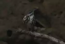 Die Tropfenr�tel (Cichladusa guttata) ist ein Singvgel aus Ostafrika. Zoo Berlin am 25.2.2010.