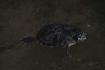 Gelbwangen-Schmuckschildkrte (Trachemys scripta scripta) am 25.2.2010 im Vogelhaus im Berliner Zoo. Da das Tier direkt am Weg ist, wird es gerne angefasst und aus dem Wasser geholt. Die Schildkrte kann halt nicht weg.