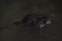 Gelbwangen-Schmuckschildkr�te (Trachemys scripta scripta) am 25.2.2010 im Vogelhaus im Berliner Zoo. Da das Tier direkt am Weg ist, wird es gerne angefasst und aus dem Wasser geholt. Die Schildkr�te kann halt nicht weg.