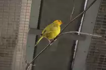 Safranammer oder auch Safranfink (Sicalis flaveola) kommt aus Savannengebieten in S�damerika. Zoo Berlin am 25.2.2010.