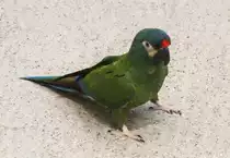 Rotr�ckenara oder auch Maracana-Zwergara (Primolius maracana) am 25.2.2010 im Zoo Berlin.