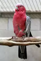 Rosakakadu (Eolophus roseicapillus) am 25.2.2010 im Zoo Berlin.