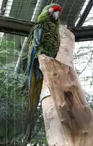 Gro�er Soldatenara oder auch Bechsteinara (Ara ambiguus) am 25.2.2010 im Zoo Berlin.