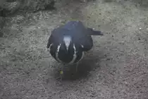 Die Wongataube (Leucosarcia melanoleuca) ist eine in Australien heimische Taubenart. Sie ist die einzigste Vertreterin in dieser Taubengattung. Zoo Berlin am 25.2.2010.