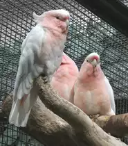 Drei Inka-Kakadu (Cacatua leadbeateri) am 25.2.2010 im Zoo Berlin.