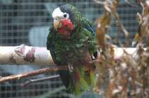 Kuba-Amazone (Amazona leucocephala leucocephala) am 25.2.2010 im Zoo Berlin.
