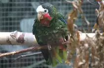 Kuba-Amazone (Amazona leucocephala leucocephala) am 25.2.2010 im Zoo Berlin.
