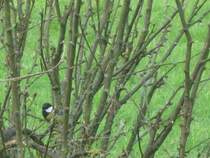 Eine Kohlmeise wartet darauf dass das Vogelhuschen wiederbefllt wird. Waldzell, 05.11.09