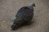 Jamaika-Erdtaube (Geotrygon versicolor) am 25.2.2010 im Zoo Berlin.