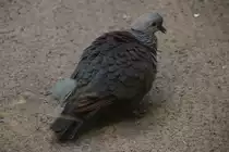 Jamaika-Erdtaube (Geotrygon versicolor) am 25.2.2010 im Zoo Berlin.