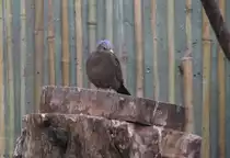 Rostt�ubchen (Columbina talpacoti talpacoti) am 25.2.2010 im Zoo Berlin.