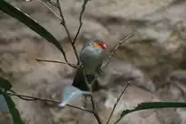 Orangeb�ckchen (Estrilda melpoda) am 25.2.2010 im Zoo Berlin.