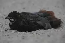 M�nnliche Chinesische Zwergwachtel (Coturnix chinensis) beim Br�ten. Zoo Berlin am 25.2.2010.