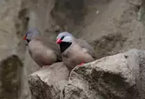 G�rtelgrasfink (Poephila cincta) am 25.2.2010 im Zoo Berlin.