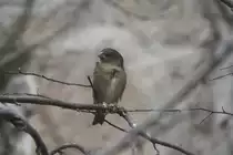 Weibliches Trauerpf�ffchen (Sporophila luctuosa) am 25.2.2010 im Zoo Berlin.