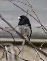 M�nnliches Trauerpf�ffchen (Sporophila luctuosa) am 25.2.2010 im Zoo Berlin.