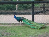 Pfau im Tierpark von Bad Ksen