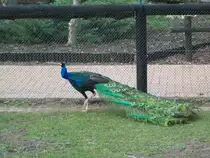 Pfau im Tierpark von Bad K�sen