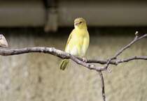 Weiblicher Genickbandweber (Ploceus castaneiceps) am 25.2.2010 im Zoo Berlin.
	