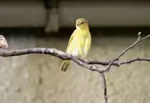Weiblicher Genickbandweber (Ploceus castaneiceps) am 25.2.2010 im Zoo Berlin.
	