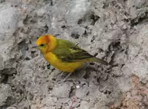 Ein Genickbandweber (Ploceus castaneiceps) am 25.2.2010 im Zoo Berlin.
