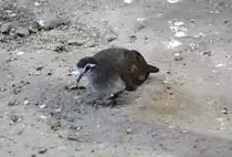 Tamburintaube (Turtur tympanistria) am 25.2.2010 im Zoo Berlin.