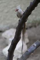 Braunflgel-Mausvogel (Colius striatus) am 25.2.2010 im Zoo Berlin.
