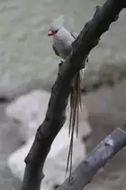Braunfl�gel-Mausvogel (Colius striatus) am 25.2.2010 im Zoo Berlin.
