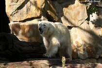 Am 5. Dezember 2006 wurde Eisb�r Knut im Zoo Berlin geboren. Das ist bis jetzt aus ihn geworden.
