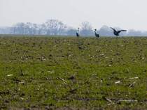 M�rz 2010, Kraniche auf Zwischenstation in M�rkisch Oderland.