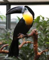 Dottertukan (R. vitellinus) am 25.2.2010 im Zoo Berlin.
