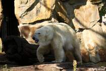 Knut wurde liebevoll von Tierpfleger Thomas D�rflein aufgezogen.