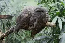 Der Eulenschwalm (Podargus strigoides) ist ein nachtaktiver Vogel, der in Australien und Tasmanien vorkommt.