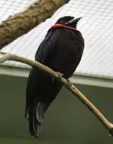Purpurkehl-Fruchtkr�he oder auch Rotkehlkotinga (Pyroderus scutatus) am 25.2.2010 im Zoo Berlin.