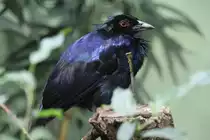 Trompeterparadieskr�he (Manucodia keraudrenii) am 25.2.2010 im Zoo Berlin.