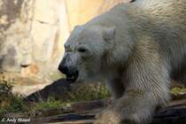 Eisbr Knut (mittlerweile schon 3 Jahre alt.) hat sich zum stattlichen Eisbren entwickelt.