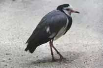 Langzehenkiebitz (Vanellus crassirostris) am 25.2.2010 im Zoo Berlin.